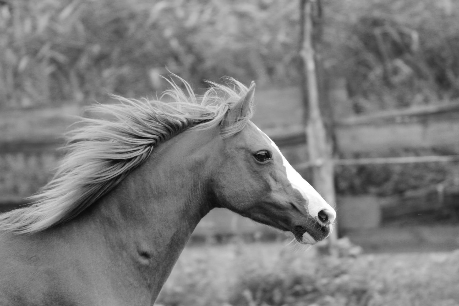 Pferd Sabine Schirmer Fotografie